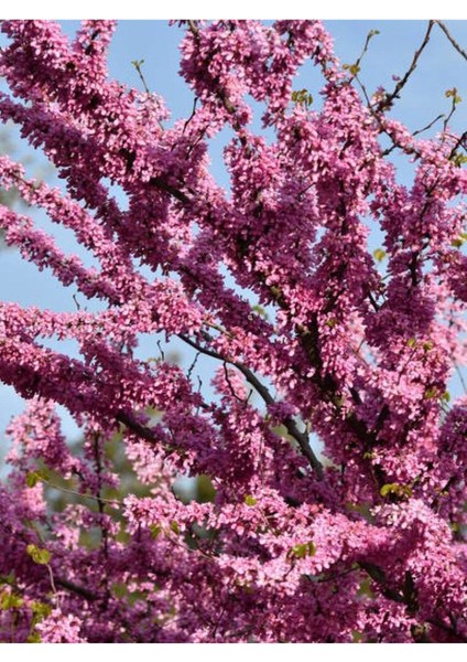 Pembe Renk Erguvan Ağacı Fidanı 1 Adet Saksılı/tüplü 50-70CM( Pink Cercis) modelleri