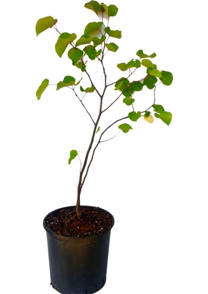 Erguvan Ağacı Fidanı 1 Adet Saksılı/tüplü 50-70CM fiyatları