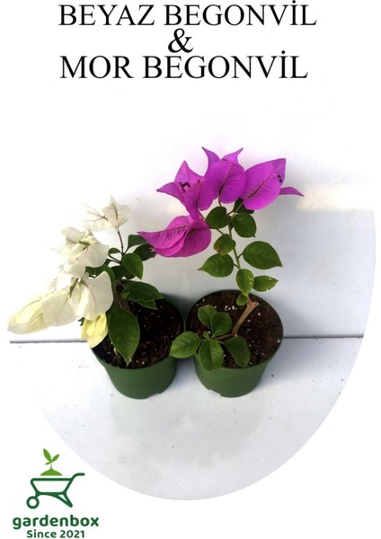 Erguvan Ağacı Fidanı 1 Adet Saksılı/tüplü 50-70CM modelleri