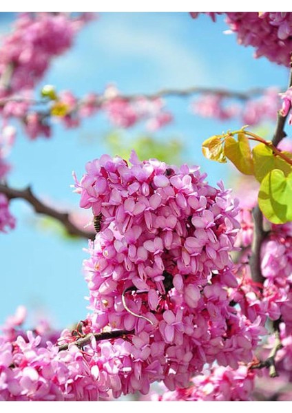 Pembe Erguvan Ağacı Fidanı 1 Adet Saksılı/tüplü 50-70CM( Pink Cercis)