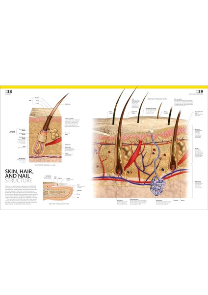 Complete Human Body - Alice Roberts