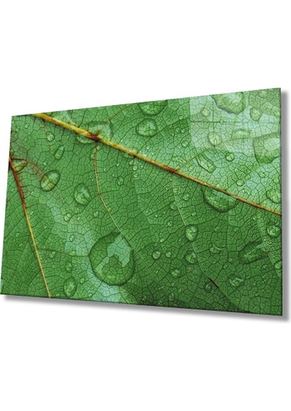 Su Damlası Yaprak Yeşil Cam Tablo