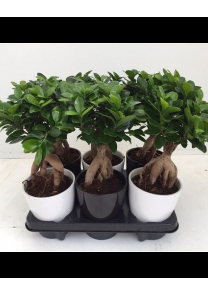 Hediyelik Bonsai Ficus Microcarpa