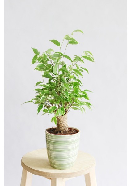 Ficus Benjamin Bonsai