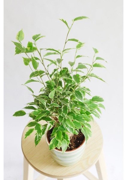 Ficus Benjamin Bonsai fiyatları