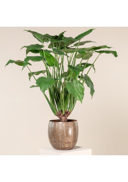Alocasia Cucullata Fil Kulağı