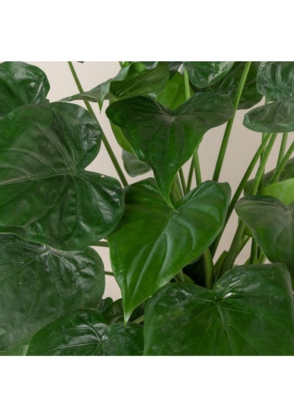 Alocasia Cucullata Fil Kulağı modelleri