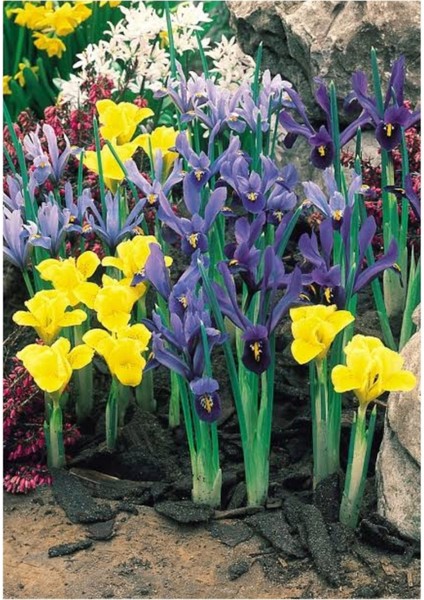 50 Adet Iris Süsen Soğanı