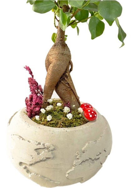 Beton Dünya Saksıda Mini Ficus Ginseng Bonsai fiyatları