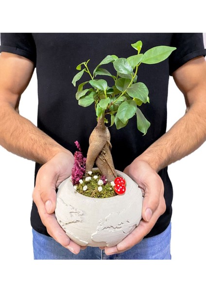 Beton Dünya Saksıda Mini Ficus Ginseng Bonsai modelleri