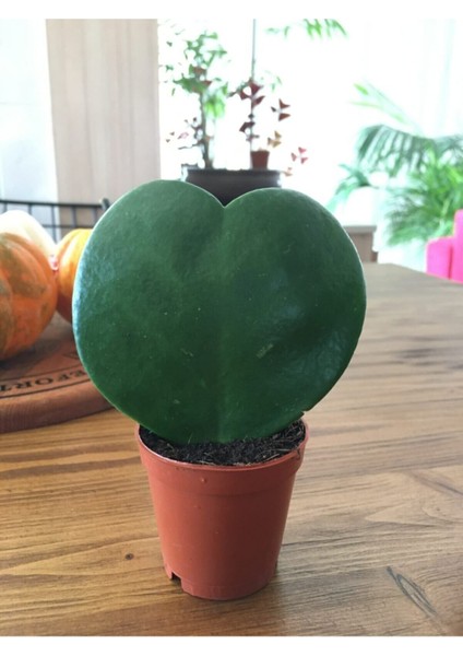 Hoya Kerri Kalp Çiçeği