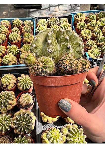 Echinopsis Oxygona Kaktüs (Bol Yavrulu Kaynana Topuzu) - 8,5 cm