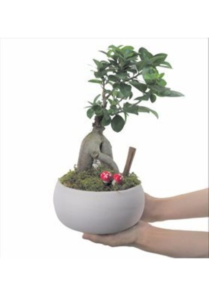 Ficus Ginseng Bonsai & Beyaz Capo Beton Saksıda Hediyelik Canlı Çiçek
