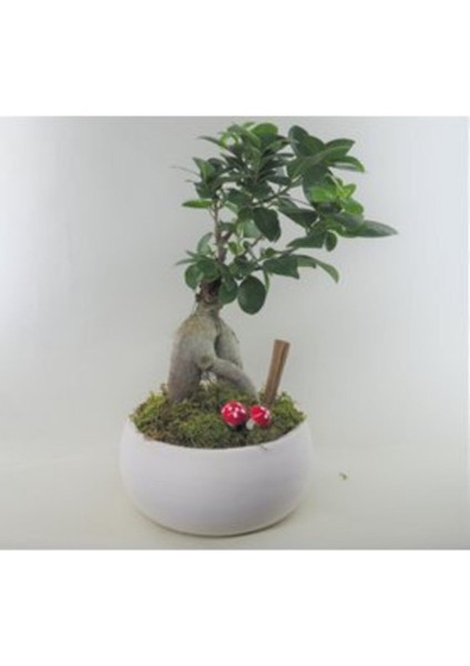 Ficus Ginseng Bonsai & Beyaz Capo Beton Saksıda Hediyelik Canlı Çiçek fiyatları