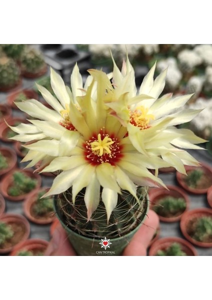 Thelocactus Setispinus Sarı Çiçek Açan Kaktüs Sukulent