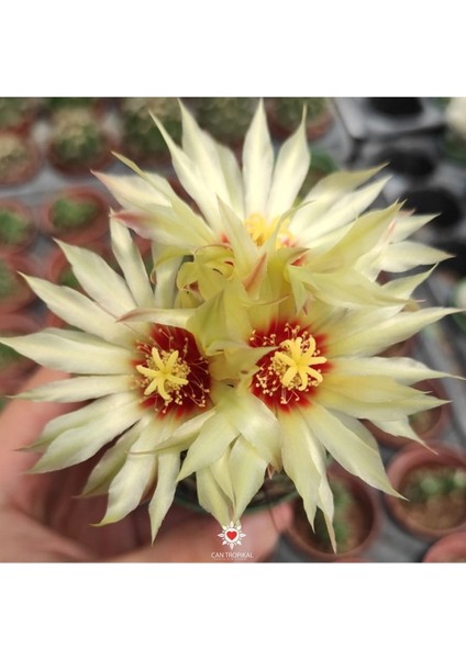 Thelocactus Setispinus Sarı Çiçek Açan Kaktüs Sukulent fiyatları