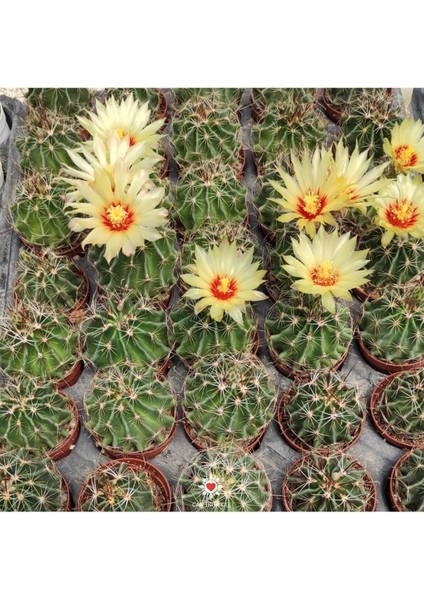 Thelocactus Setispinus Sarı Çiçek Açan Kaktüs Sukulent modelleri