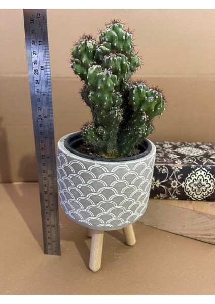 Cereus Peruvianusun Cristata 12*9 cm Beton Ayaklı Saksıda Radyasyon Emici Kaktüs Iç Mekan Bitkisi