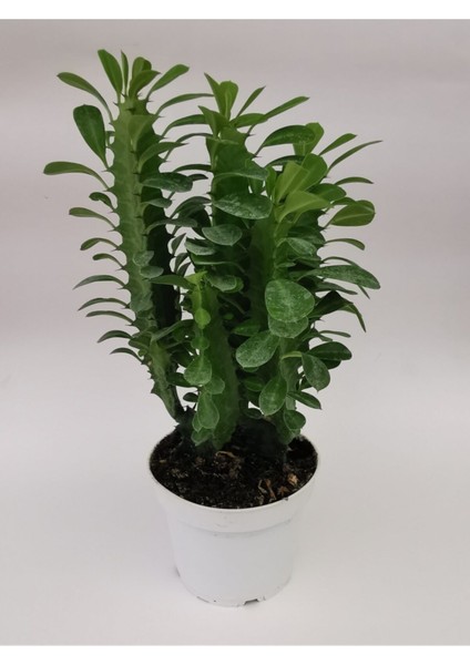 Euphorbia Trigona Yeşil