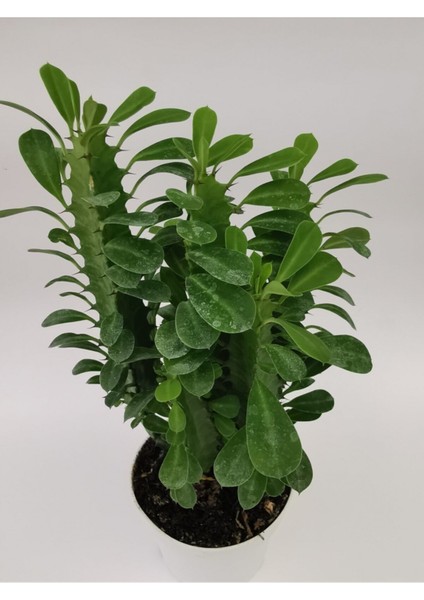 Euphorbia Trigona Yeşil