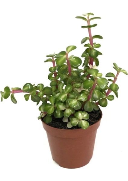 Portulacaria Afra Variegata Yeşim Ağacı Para Ağacı