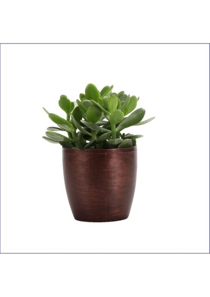 Para Ağacı Bereket İyi Şans ve Para Çiçeği Crassula Ovata Dekoratif Saksıda