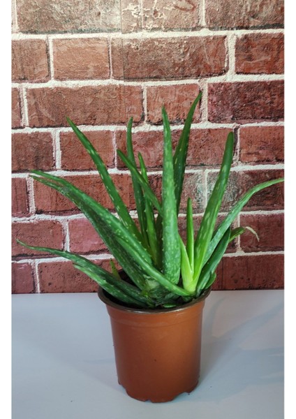 Aloevera