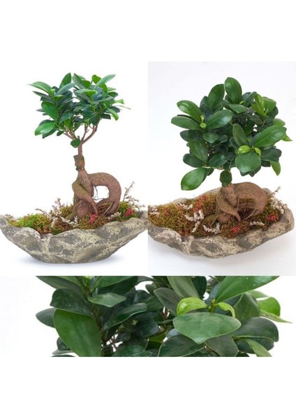 Dekoratif Kayık Saksıda Ficus Ginseng Bonsai