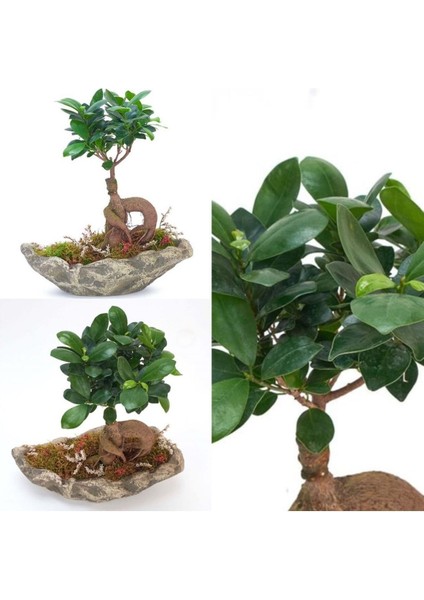 Dekoratif Kayık Saksıda Ficus Ginseng Bonsai