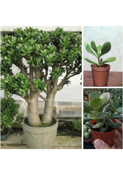 Crassula Ovata Şans Para Ağacı