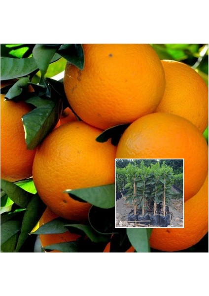 1-Adet Sulu Tatlı Portakal Fidanı Saksıda 70 cm