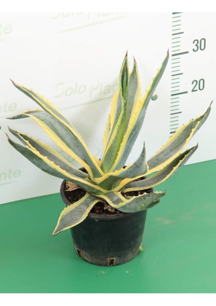Agave Angustifolia + Kaktüs