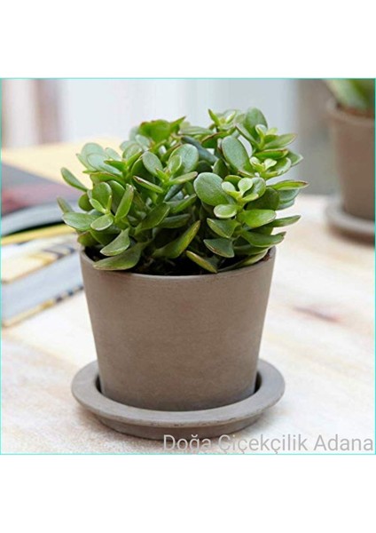 Para Ağacı Bereket Iyi Şans ve Para Çiçeği Crassula Ovata