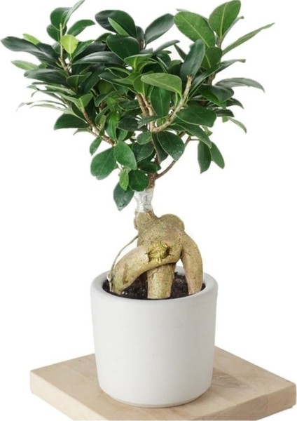 Ficus Ginseng (Bonsai Ağacı)