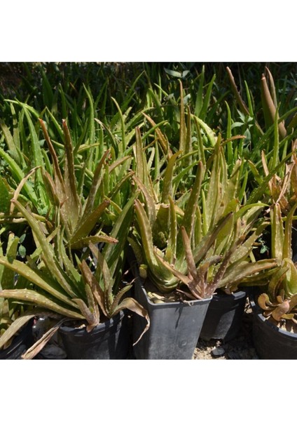 4 Adet Aloe Vera Bitkisi 20-30 cm fiyatları