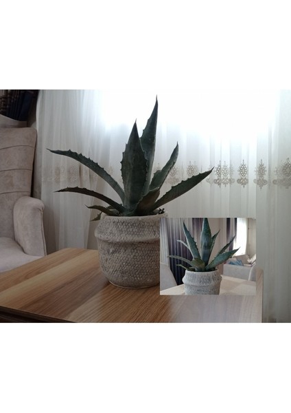 Dekoratif Saksıda Agave Americana