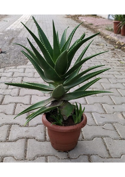 Dev Sarısabır