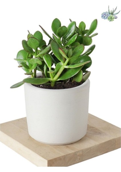 3 Adet Crassula Ovata Şans Para Çiçeği Şık Dekoratif Saksıda