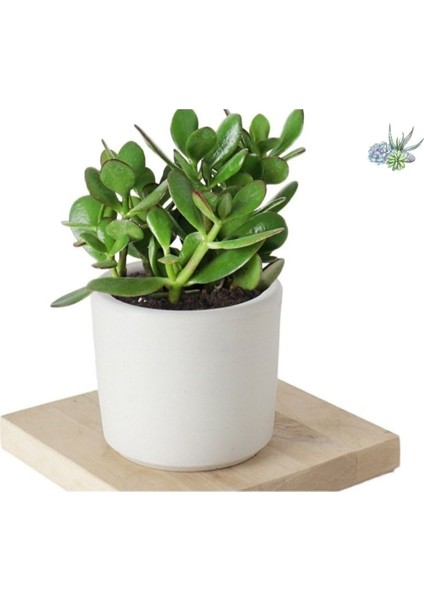3 Adet Crassula Ovata Şans Para Çiçeği Şık Dekoratif Saksıda fiyatları