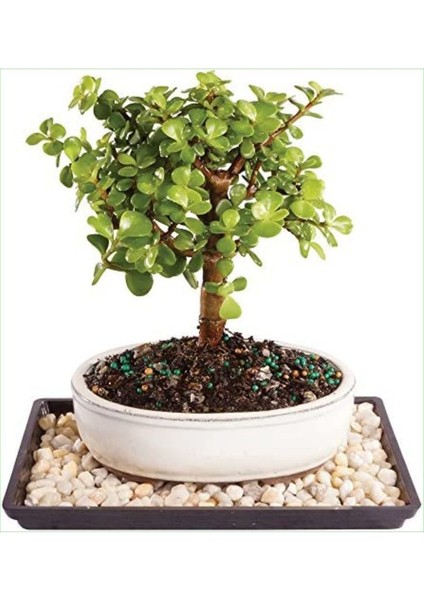 Dekoratif Taş Saksıda Para Ağacı Crassula Ovata
