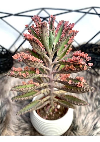 Aşkın Gözyaşları Çiçeği Kalanchoe Daigremontiana Pembe 5.5 cm Saksıda
