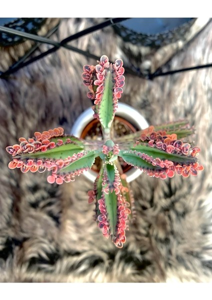 Aşkın Gözyaşları Çiçeği Kalanchoe Daigremontiana Pembe 5.5 cm Saksıda fiyatları