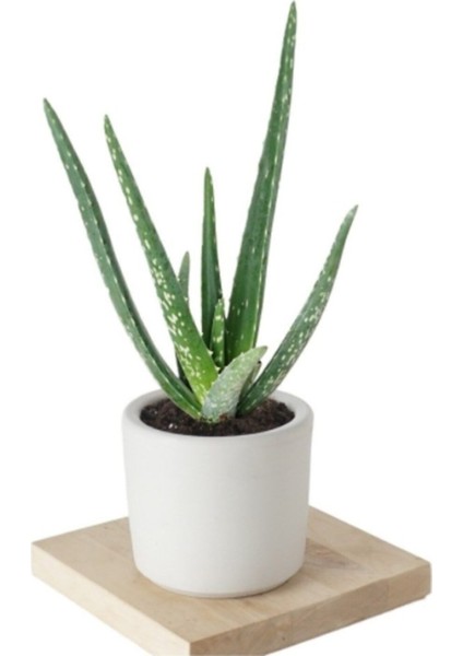 Aloe Vera (Sarısabır) Bitkisi