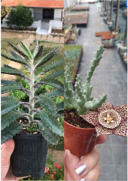 1 Aşkın Gözyaşı + 1 Leş Kaktüsü