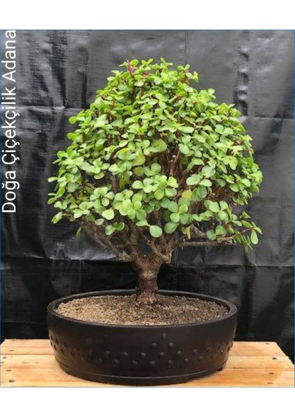 Para Ağacı Bereket, İyi Şans ve Para Çiçeği Yeşim Ağacı