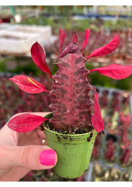 Süt Ağacı Kaktüs - Euphorbia Trigona Rubra modelleri