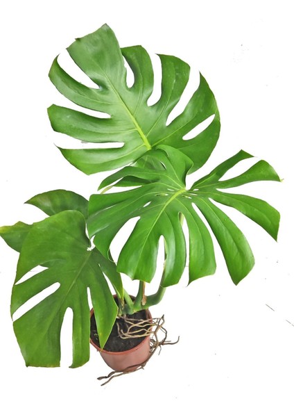 Monstera Deve Tabanı 80 - 90 cm Büyük Delikli Yapraklı ve Mor Hoya Çiçeği