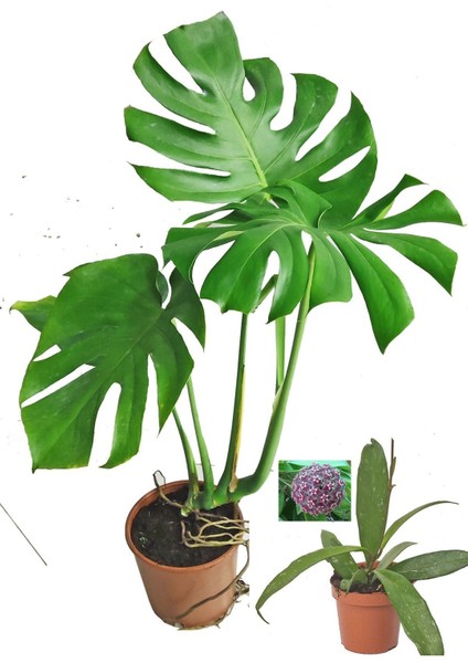 Monstera Deve Tabanı 80 - 90 cm Büyük Delikli Yapraklı ve Mor Hoya Çiçeği fiyatları