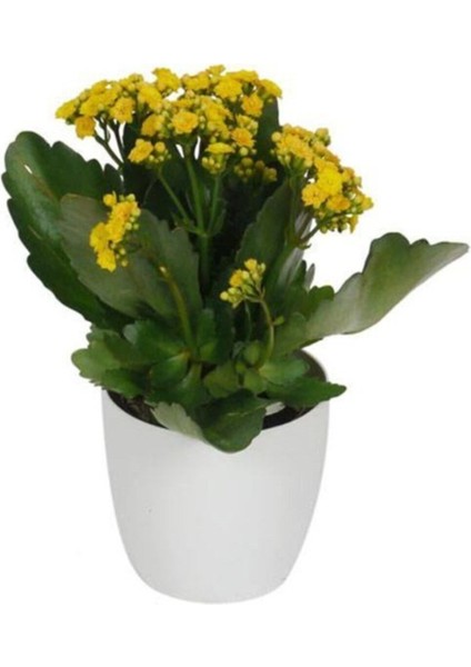 Kalanchoe Sarı Renkli Kalanşo Seramik Saksıda