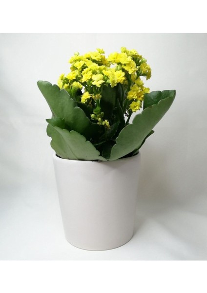 Kalanchoe Sarı Renkli Kalanşo Seramik Saksıda